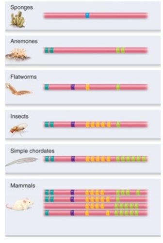Look at the chromosomes above and determine how many group(s)  of Hox genes are associated with body types for each type of animal. These associations are based on anterior, group 3, central and   posterior body development. A)  Mammals: 4 groups; Flatworms: 4 groups; Sponge: 2 groups; Anemones: 1 group. B)  Mammals: 4 groups; Flatworms: 4 groups; Sponge: 1 groups; Anemones: 2 group. C)  Mammals: 11 groups; Flatworms: 4 groups; Sponge: 1 groups; Anemones: 4 groups. D)  Mammals: 27 groups; Flatworms: 4 groups; Sponge: 2 groups; Anemones: 1 group. E)  All animals must have at least 2 groups because all animals have a posterior and anterior end.