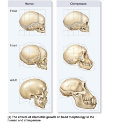   A)  The human and chimp fetal skull are exactly the same, the human jaw development slows down after adulthood. B)  Heterochrony is occurring, the chimp jaws continue to develop at a faster rate than human jaws. C)  Paedomorphosis is occurring, the human jaw retains its small size while the chimp jaw continues to grow even in adulthood. D)  The nasal passages of the chimp are shortened due to reduced growth during fetal development . while the nasal passages of the human grow through adulthood. E)  All of the choices are correct.