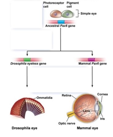 Genetic changes, under control of the Paax6 gene, led to   A)  the evolution of one type of eye. B)  one photoreceptor in each modern eye. C)  the evolution of many types of eyes using ommatidia and simple eye structures. D)  a cluster of photoreceptor cells in every eye. E)  none of these are correct