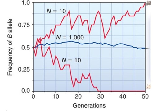 <strong>The number of generations it takes for an allele to become fixed or lost in a population depends on population size. There are three populations associated with the frequency of the b allele and its change in frequency. Which population(s) show dramatic change in b allele frequency and what are these changes? Population 1 = brown mouse (top line); Population 2 = middle line; population 3 = white mouse (bottom line).  </strong> A) Population 1; it shows an extinction of the ballele resulting in all brown mice. B) Population 3; it shows an extinction of the ballele resulting in all white mice. C) Population 2; it shows an increase in the frequency of the b allele after 50 generations. D) Population 1; it shows a fixation of the ballele resulting in all brown mice and Population 3 shows . an extinction of the b allele resulting in all white mice. E) Population 1, 2, and 3 all show drastic changes in ballele frequency after 50 generations, with the . complete elimination of the b allele in all three populations. <div style=padding-top: 35px> 