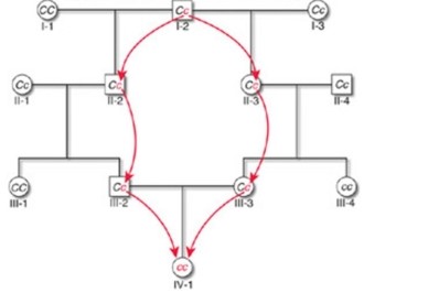 <strong>Inbreeding increases the likelyhood that an individual will become homozygous for any given gene. Inbreeding may have negative consequences with regard to recessive alleles. The diagram above shows inbreeding between _________ which could lower the fitness of the homozygote. This lowering of fitness because of inbreeding is called   _________.</strong> A) siblings; inbreeding depression. B) cousins; inbreeding depression. C) siblings; puma concolor cory. D) cousins; genetic drift. E) siblings; sexual selection. <div style=padding-top: 35px> 