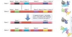 Introns and an exons are removed from Gene 1 and inserted into Gene 2. What could happen to the   protein product as a result of this mistake? A)  Nothing; Gene 2 receives all of its necessary exons so the protein will be translated correctly. B)  Only the first segment of Gene 2 will be translated into a protein, therefore the protein will be nonfunctional. C)  All of Gene 1 and 2 will be translated into proteins; there is an insertion of an Exon 2 from Gene 1 . into Gene 2, the protein may not function properly. Natural selection may eliminate this protein or if the new protein provides a beneficial trait it may increase in prevalence in the population. D)  The start codon from Gene 1 is not present after intron removal, therefore this gene will not be translated. E)  Only Gene 1 will be translated into a protein since Gene 2 has an extra Exon 2.