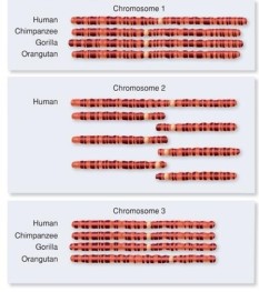 In comparing the chromosomes of humans, chimpanzees, gorillas, and orangutans which type of genomic evolution has occured with chromosome 3 in the orangutan compared to the other species?   A)  inversion. B)  duplication. C)  splitting. D)  both inversion and duplication. E)  splitting of the gene and duplication of the entire chromosome.