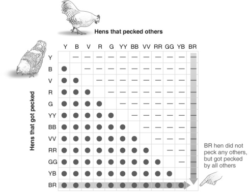   Refer to the figure above and then answer the question that follows. -The figure documents pecking order in hens. What type of behavior does this data analyze? A)  territoriality B)  altruism C)  dominance D)  eusociality