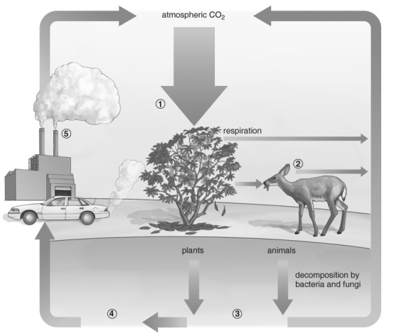   Refer to the figure above and then answer the question that follows. -Which of the following sequences represents the numbered steps in the carbon cycle? A)  photosynthesis, respiration, fossil fuels, dead organisms, burning of fossil fuels B)  fossil fuels, respiration, photosynthesis, dead organisms, burning of fossil fuels C)  photosynthesis, dead organisms, fossil fuels, burning of fossil fuels, respiration D)  photosynthesis, respiration, dead organisms, fossil fuels, burning of fossil fuels