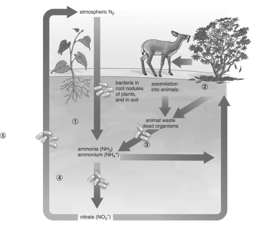   Refer to the figure above and then answer the question that follows. -Which of the following sequences represents the numbered steps in the nitrogen cycle? A)  nitrifying bacteria, assimilation into plants, decomposition by bacteria and fungi, nitrogen fixation, denitrifying bacteria B)  decomposition by bacteria and fungi, assimilation into plants, denitrifying bacteria, nitrogen fixation, nitrifying bacteria C)  nitrogen fixation, assimilation into plants, decomposition by bacteria and fungi, nitrifying bacteria, denitrifying bacteria D)  nitrogen fixation, assimilation into plants, denitrifying bacteria, decomposition by bacteria and fungi, nitrifying bacteria