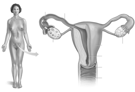 Label the parts of the female reproductive system.