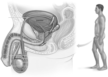 Label the parts of the male reproductive system.