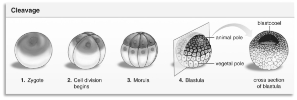   Refer to the figure above and then answer the question that follows. -After somatic cell mitosis, the  daughter cells enlarge to the size of the parental cell. Does this happen during cleavage? Why or why not?