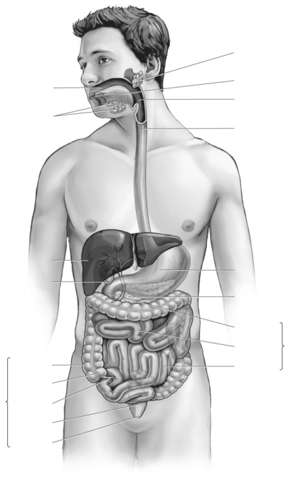 Label the parts of the digestive system.