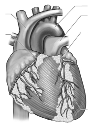 Label the critical blood vessels of the heart.   