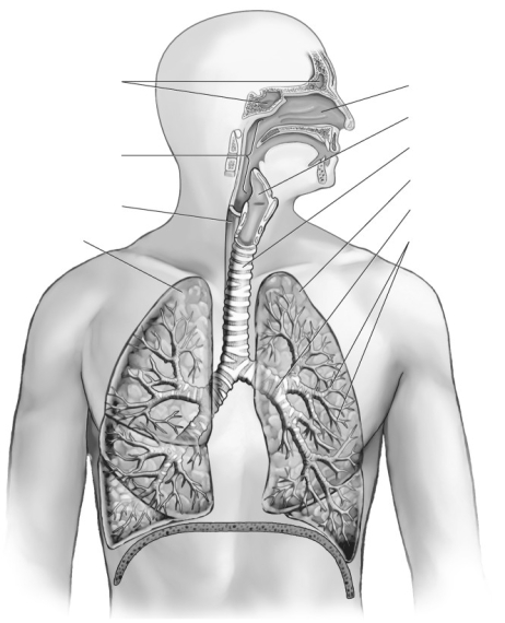 Label the parts of the human respiratory system.   
