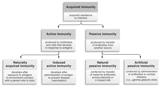   Refer to the figure above and then answer the questions that follow. -The polio vaccine injects harmless antigens from the poliovirus into our bodies. As a result, our bodies make antibodies against the poliovirus, so that if it ever came into our body we would be able to fight it off. Such a vaccine would best fit into which category? A)  passively acquired immunity B)  artificially acquired immunity C)  actively acquired immunity D)  innate immunity