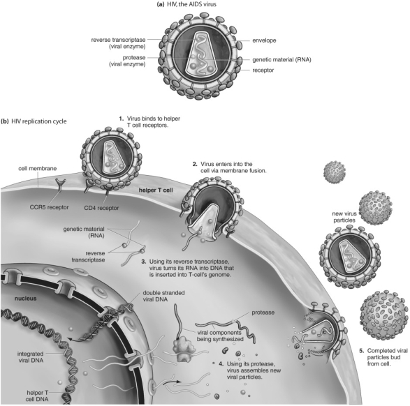   Refer to the figure above and then answer the questions that follow. -Which of the following is not true of HIV? A)  It changes its surface proteins frequently. B)  It inserts a copy of viral DNA into the nucleus of infected cells. C)  New viruses are assembled in the nucleus of infected cells. D)  When it buds off from an infected cell, it surrounds itself with part of the infected cell's membrane.