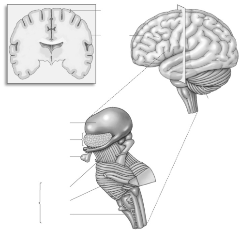 Label the parts of the human brain.   