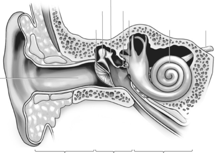 Label the parts of the human ear.   