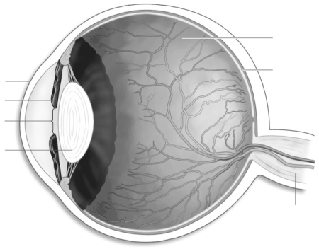Label the parts of the human eye.   