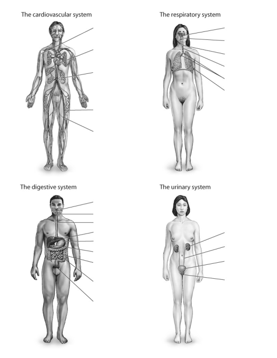 Label the parts of the following organ systems of the human body.     
