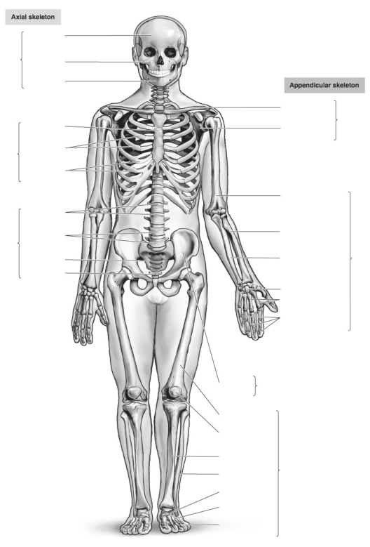 Label the parts of the human skeletal system.   