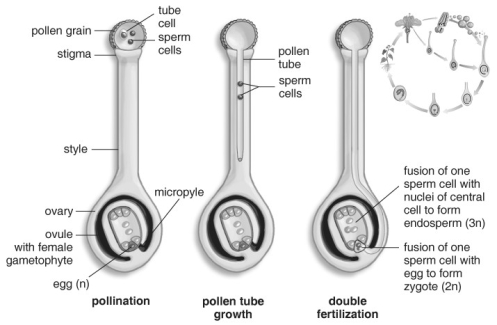   Refer to the figure above and then answer the question that follows. -In addition to the zygote (embryo) , what results from double fertilization in angiosperms? A)  cotyledons B)  endosperm C)  embryo sac D)  the fruit