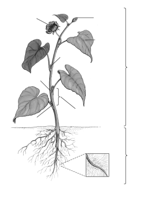 Label the parts of the flowering plant (angiosperm).   