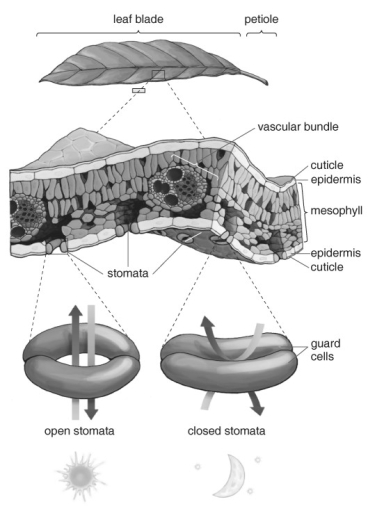   Refer to the figure above and then answer the question that follows. -Why are the stomata concentrated on the underside of the leaf? A)  This location allows them to hide from potential predators. B)  Shade reduces water loss. C)  The carbon dioxide concentration is higher. D)  Photosynthesis occurs only on the underside of leaves.
