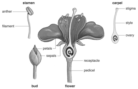   Refer to the figure above and then answer the question that follows. -Where does fertilization occur in a flower? A)  stigma B)  stamen C)  ovary D)  style E)  anther