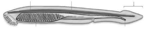 Label the defining characteristics of the Phylum Chordata.   