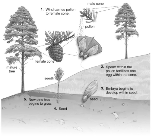   Refer to the figure above and then answer the questions that follow. -Gymnosperms: A)  lack eggs and sperm. B)  lack leaves. C)  lack seeds. D)  lack flowers.