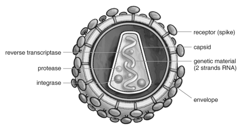   Refer to the figure above and then answer the question that follows. -This structure does not appear to be cellular. It consists of a mixture of protein and RNA and can cause an immune response in humans. Which of the following describes this structure? A) plant B) protist C) fungus D) virus