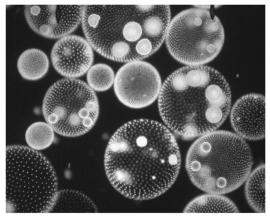   Refer to the figure above and then answer the question that follows. -The organism in the figure above is small, is unicellular, is a photoautotroph, and looks green. Which of the following describes this organism? A)  protist B)  fungus C)  plant D)  animal
