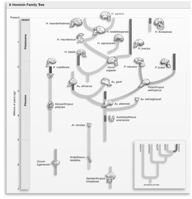   Refer to the figure above and then answer the question that follows. -Anthropologists may not agree with the conclusions implied by the arrangement of species in the figure above. What is the main reason for that disagreement? A) There is too much competition among anthropologists to interpret fossil evidence. B) There is not enough fossil evidence to form solid conclusions. C) Museums are keeping their fossils from public view. D) There are not enough scientists to study all of the fossils available for study.