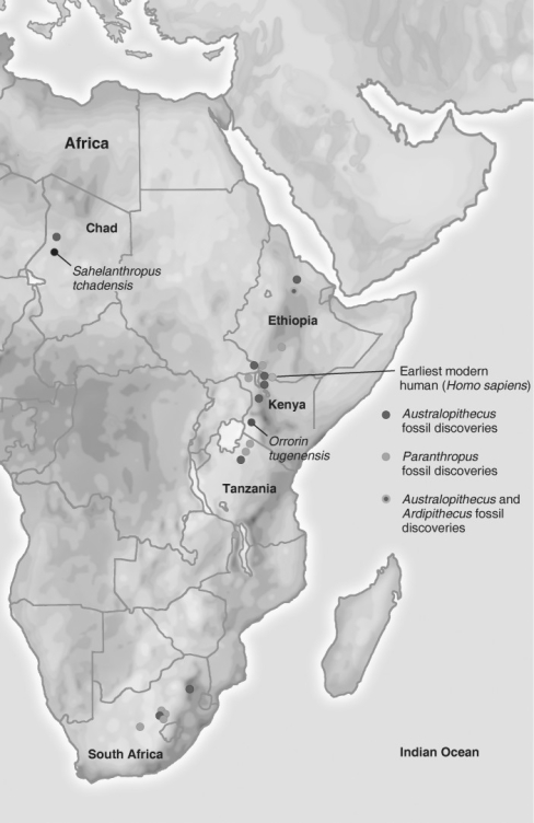   Refer to the figure above and then answer the question that follows. -Which part of Africa witnessed the development of the hominin group? A)  north Africa B)  south Africa C)  east Africa D)  west Africa