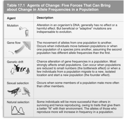   Refer to the table above and then answer the questions that follow. -Genetic drift results in a change in gene frequencies because: A)  the population size is so small that chance occurrences can alter gene frequencies. B)  reproduction is nonrandom within the population. C)  gene flow within the population is less than gene flow between populations. D)  the population has not yet stabilized.