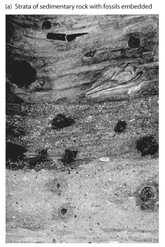   Refer to the figure above and then answer the question that follows. -Assume that it is possible to remove continuous cores of rock from the earth 6 inches in diameter and 3,000 feet long. What would the theory of evolution by natural selection predict about the fossils in such cores as they are examined from bottom to top? A)  The number of fossils decreases, but the number of species increases. B)  Species change gradually. C)  Fossil species remain constant. D)  There are gaps in the core where no fossils are found.