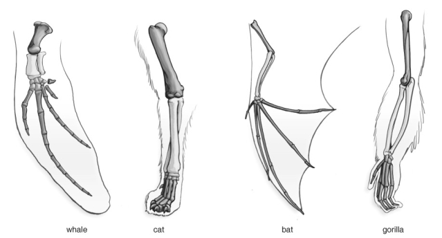   Refer to the figure above and then answer the question that follows. -Homologous structures, such as a bat wing and whale flipper, are/have A)  structures that did not develop in response to natural selection. B)  formed from genes on the same pair of chromosomes. C)  the result of pairs of chromosomes that are identical in bats and whales. D)  the same underlying structure as a result of inheritance from a common ancestor.