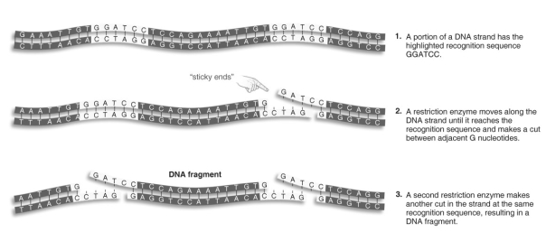   Refer to the figure above and then answer the question that follows. -Which statement about restriction enzymes is true? A) Millions of different ones have been identified so far. B) They cut only one strand of DNA to produce a fragment. C) They are isolated from human cells, which naturally produce them. D) They cut any DNA with their recognition sequence.