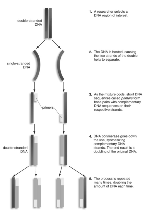   Refer to the figure above and then answer the questions that follow. -In PCR, what is the function of the primers? A)  They separate DNA strands. B)  They indicate where DNA synthesis should start. C)  They extract DNA from cells. D)  They introduce DNA into bacteria.