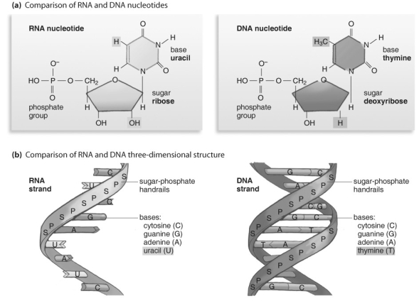   Refer to the figure above and then answer the question that follows. -What is one of the ways that RNA is different from DNA? A)  DNA translates, but RNA does not participate in translation. B)  RNA nucleotides do not have the base U (uracil) . C)  RNA is found in the cytoplasm as well as in the nucleus, whereas DNA is present in the nucleus. D)  RNA is made of amino acids, not nucleotides. E)  RNA nucleotides do not have the base A (adenine) .