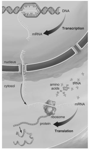   Refer to the figure above and then answer the question that follows. -Which of the following is involved in both transcription and translation? A)  amino acids B)  DNA C)  messenger RNA D)  ribosomes