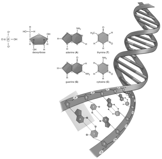   Refer to the figure above and then answer the question that follows. -What are the base pairing rules of DNA? A)  A pairs with T; G pairs with C. B)  A pairs with C; T pairs with G. C)  A pairs with G; T pairs with C.