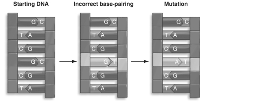   Refer to the figure above and then answer the question that follows. -Which of the following choices is an example of a mutation? A)  a place in DNA where the base sequence has been permanently changed B)  an altered compound in the Neurospora pathway that synthesizes amino acids C)  an incompletely replicated piece of DNA D)  an agent that damages DNA, such as X rays E)  a strand of DNA that is not paired with a complementary strand