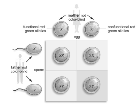     Refer to the figure above and then answer the question that follows. -What are the characteristics of the human sex chromosomes? A)  X chromosomes are larger in size. B)  Y chromosomes are smaller in size. C)  The X chromosome carries genes required by both males and females. D)  Y chromosomes carry genes required by males only. E)  All the above statements are true.