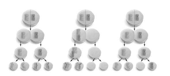     Refer to the figure above and then answer the question that follows. -What are the characteristics of the human sex chromosomes? A)  X chromosomes are larger in size. B)  Y chromosomes are smaller in size. C)  The X chromosome carries genes required by both males and females. D)  Y chromosomes carry genes required by males only. E)  All the above statements are true.