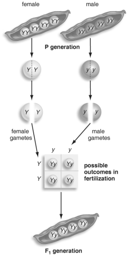   Refer to the figure above and then answer the question that follows. -Before Mendel, people had observed inheritance of dominant and recessive traits by following many generations of plants and animals. What was different about Mendel's work? A)  He used a plant that had never been cultivated before. B)  He kept careful count of his results, including mathematical analysis. C)  His results were immediately accepted and applied to other studies. D)  He followed more generations than anyone else. E)  He did both cross- and self-fertilizations.