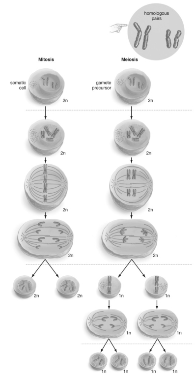   Refer to the figure above and then answer the question that follows. -What is one of the ways that mitosis and meiosis are different? A)  DNA is replicated before mitosis but not before meiosis. B)  Pairing of homologous chromosomes occurs only in mitosis. C)  Recombination (crossing over)  occurs only in mitosis. D)  There are two divisions in meiosis and only one in mitosis. E)  Mitosis generates genetic variation, whereas meiosis generates exact cell copies.