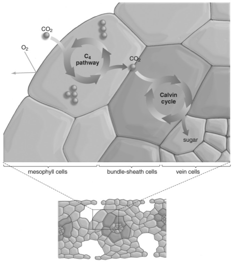   Refer to the figure above and then answer the question that follows. -Bundle sheath cells are used to: A)  fix CO<sub>2 </sub>in C<sub>4 </sub>plants. B)  store CO<sub>2 </sub>in C<sub>4 </sub>plants. C)  fix CO<sub>2 </sub>in C<sub>3 </sub>plants. D)  store CO<sub>2 </sub>in C<sub>3 </sub>plants. E)  fix and store CO<sub>2 </sub>in C<sub>3 </sub>plants.
