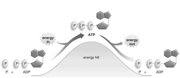   Refer to the figure above and then answer the question that follows. -ATP powers reactions in cells when: A) ATP gives up two of its phosphate groups to become AMP. B) ATP gives up all three of its phosphate groups. C) ATP gives up one phosphate group to become ADP. D) ADP adds a phosphate group to become ATP.