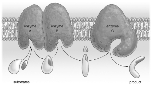   Refer to the figure above and then answer the quesiton that follows. -How many amino acids in an enzyme would typically be involved in binding a substrate in the active site? A)  1-2 B)  10-20 C)  56 D)  9-10 E)  All of the amino acids in an enzyme are usually involved.
