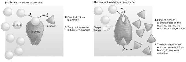   -Extreme changes in temperature, particularly heat, can denature proteins and enzymes. Why might this cause a problem? A)  The denatured enzymes would speed up chemical reactions to a pace too fast for the cells. B)  The denatured enzymes would not function; thus, critical reactions would be unable to occur in the cell. C)  The denatured enzymes would not function; thus, negative feedback would be inhibited. D)  The denatured enzymes would not function; thus, the activation energy for reactions would be reduced.